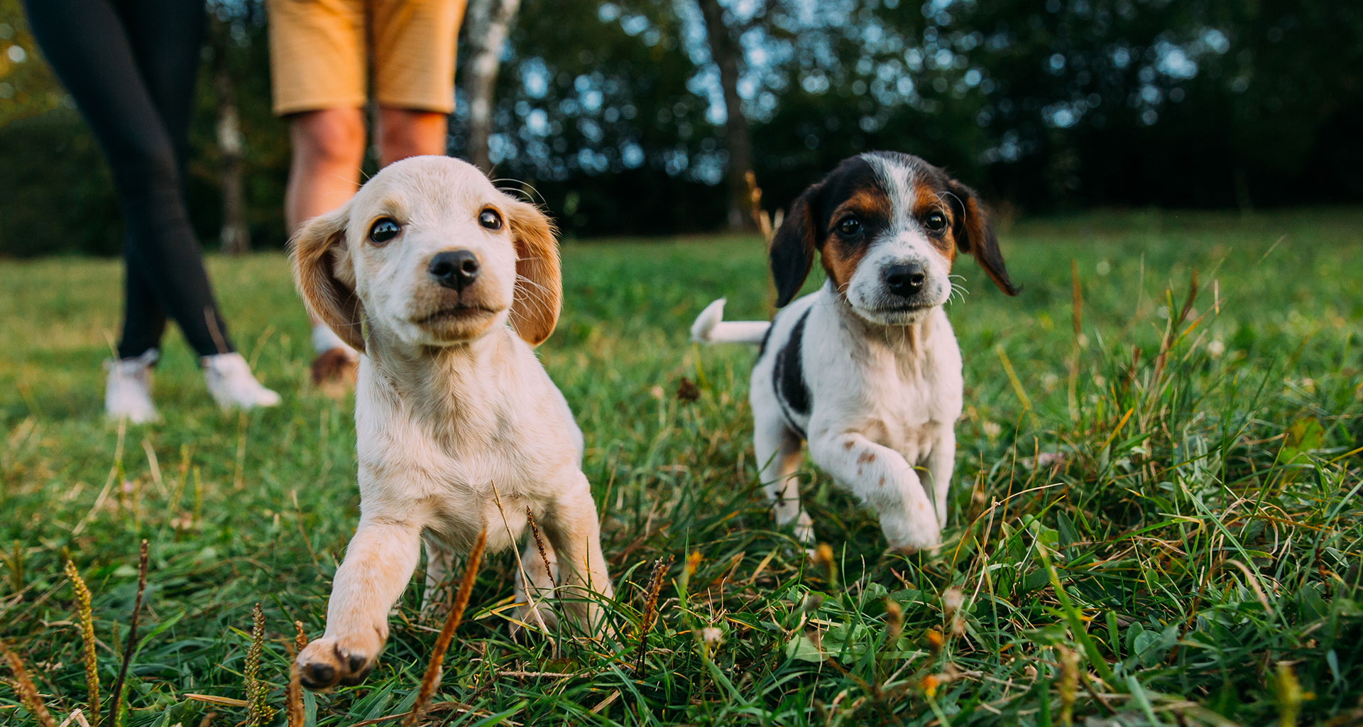 Caring for your New Puppy