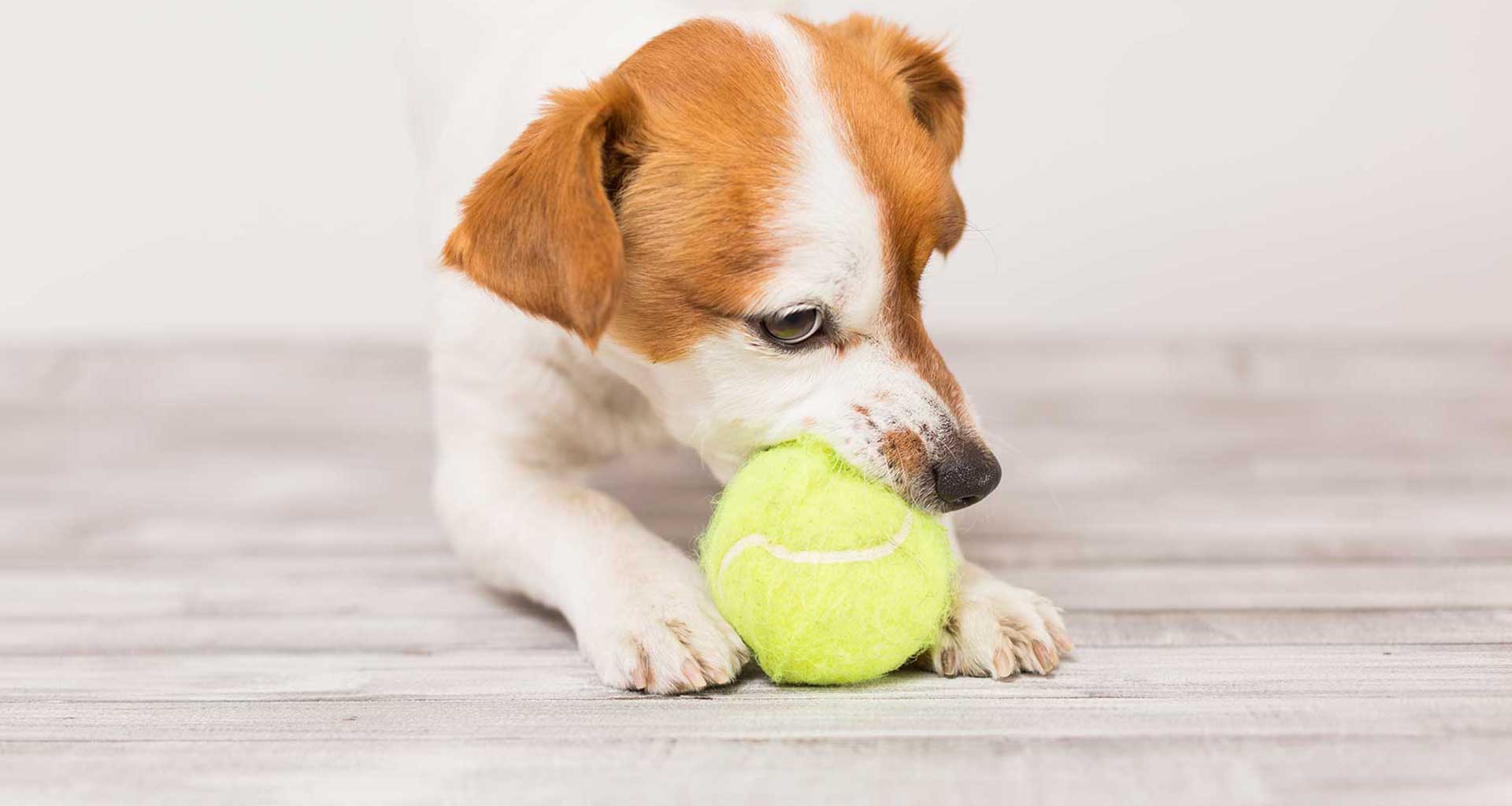 How to make brushing your pet’s teeth fun