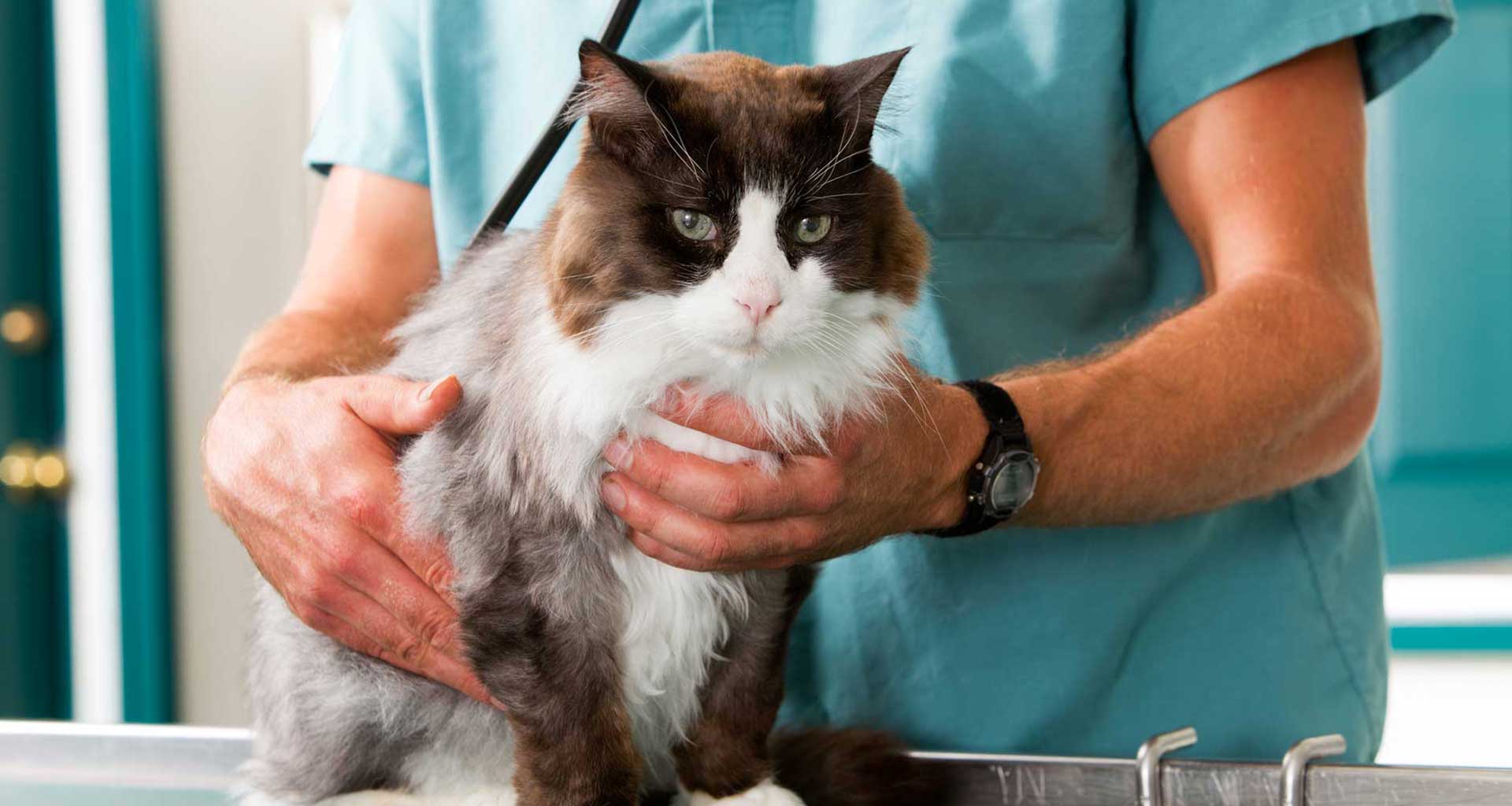 Hyperthyroidism in Cats